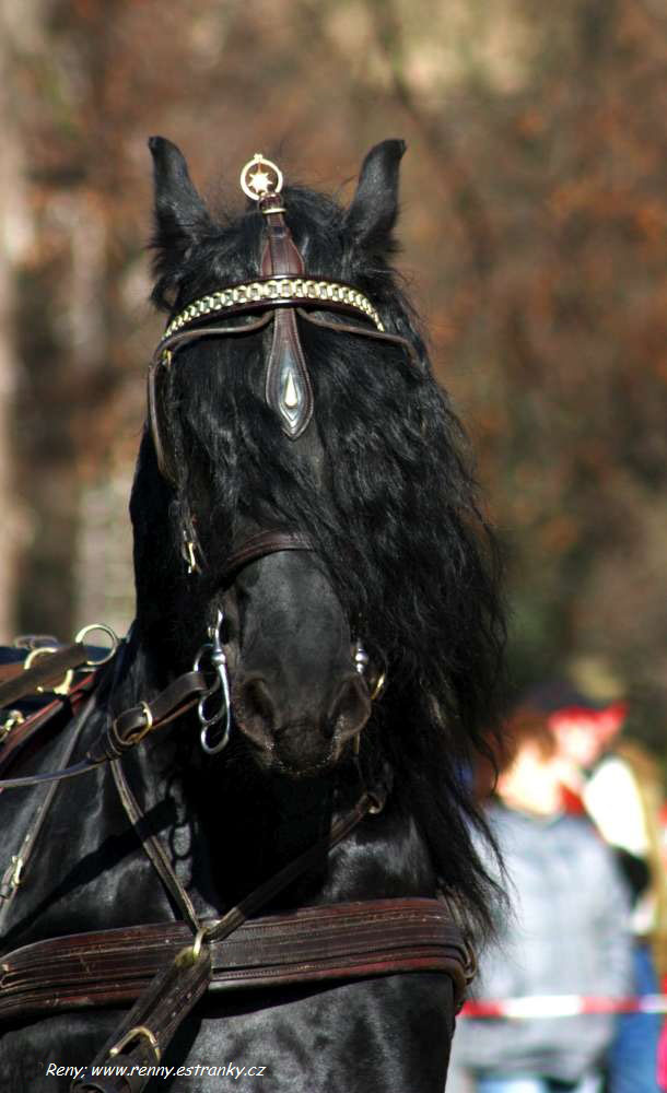 Fríský kůň