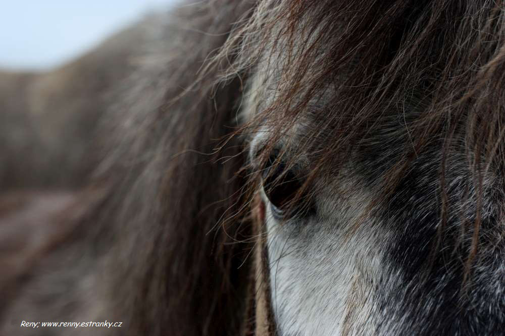 Falabella