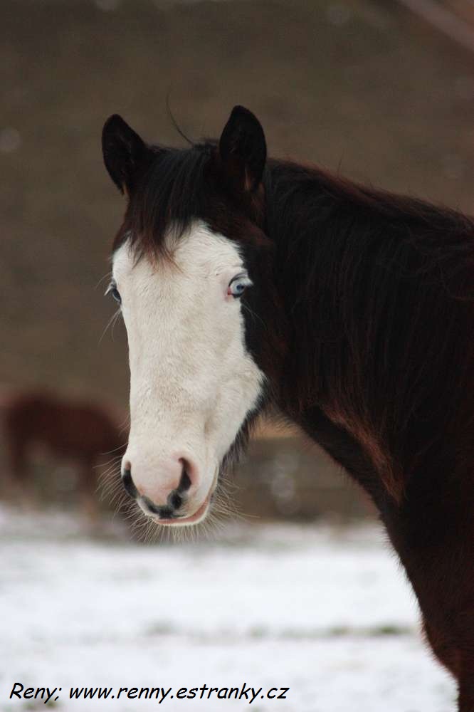 Paint horse2