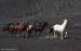 stádo islandských koní