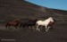 stádo islandských koní2