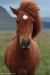 Islandský kůň - hříbě2