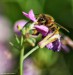 včelka na květu ředkvičky